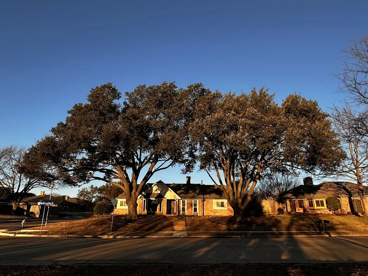 Established residential canopy tree shading a home in Swink